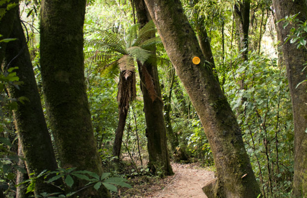 Totara Reserve Regional Park – Fern Walk – Horizons Regional Council